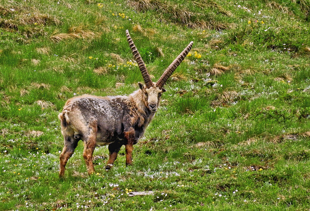 Alpine ibex / Steinbock am Großglockner