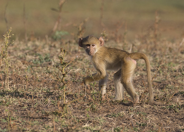 Baboon South Luangwa TY_BB0T3646