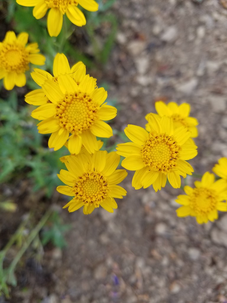 Wildflowers along the Grassy Knoll Trail