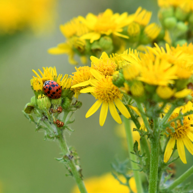 Ladybug on yelllow wildflowers