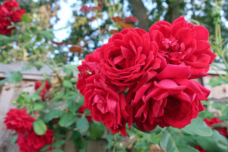 red climbing rose