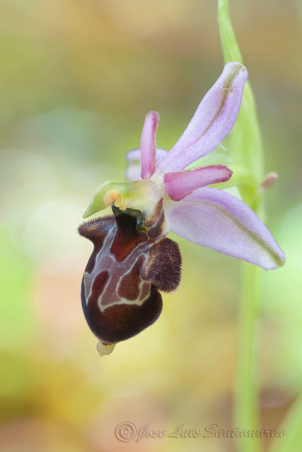 Ophrys x olostensis
