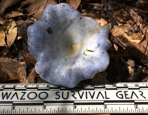 Mushroom - Lactarius indigo