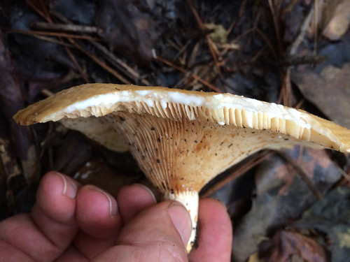 Mushroom - Lactarius alnicola