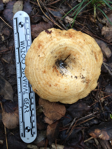 Mushroom - Lactarius alnicola