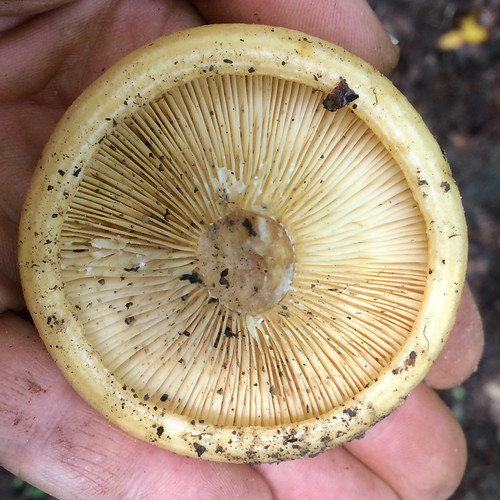 Mushroom - Lactarius alnicola