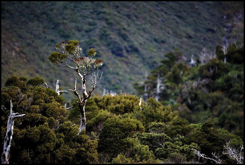 Taranaki Forest, New Zealand | by Michael J Breen