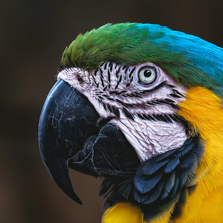 Macaw. New World parrot. [EXPLORED] | by rmehdee