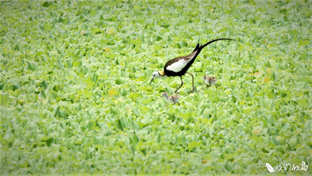 在水雉身上，可以看到野生動物的生態樣貌，還能觀察農業發展與自然環境的平衡關係。