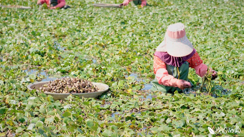 為了保護水雉，台南市政府還提供巢位補助，給種菱角的農民。