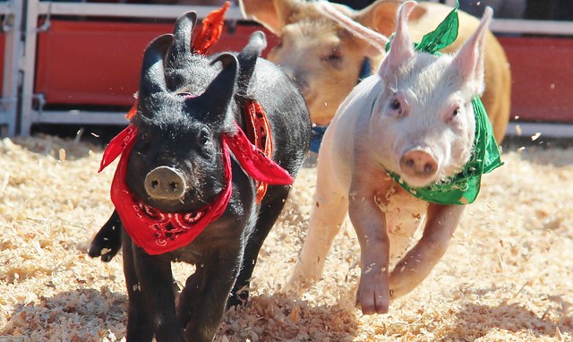 piggy races
