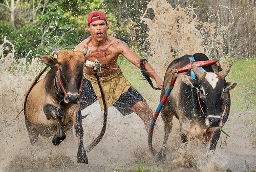 tanahdatar westsumatra indonesia pacujawi race cow bull dirty mud happyplanet asiafavorites