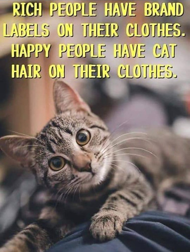 cat hair on clothes