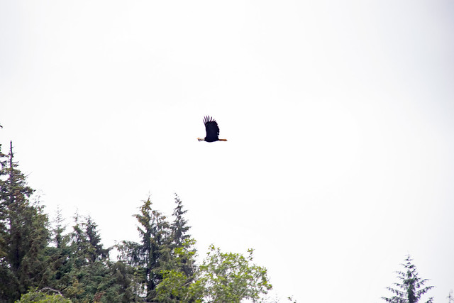 We were luck to see a Bald Eagle in flight, when they landed on a branch they turned there backs on us.