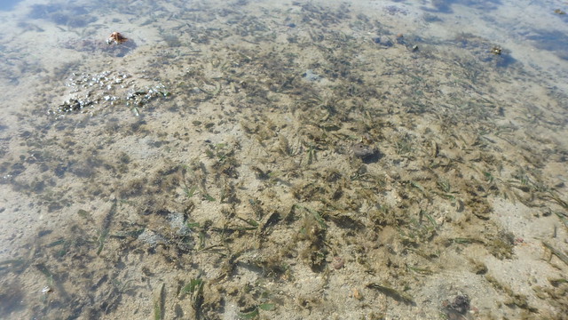 Various seagrasses on Terumbu Pempang Tengah