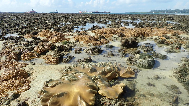 Leathery soft corals on the living shores of Terumbu Pempang Tengah