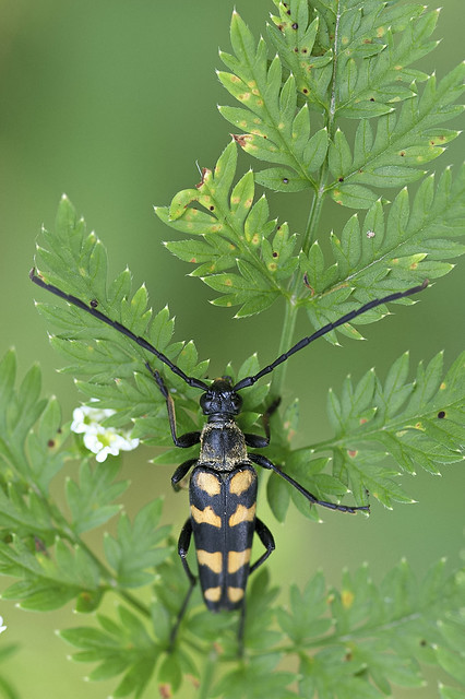 Vierbindiger Schmalbock / Longhorn beetle (Leptura quadrifasciata)