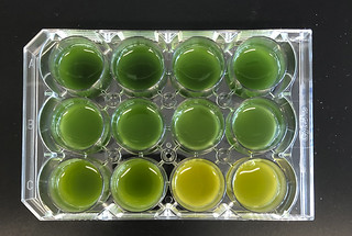 Biologists have cultured these algae, known as cyanobacteria, with different nutrients in different amounts, resulting in distinct color changes.