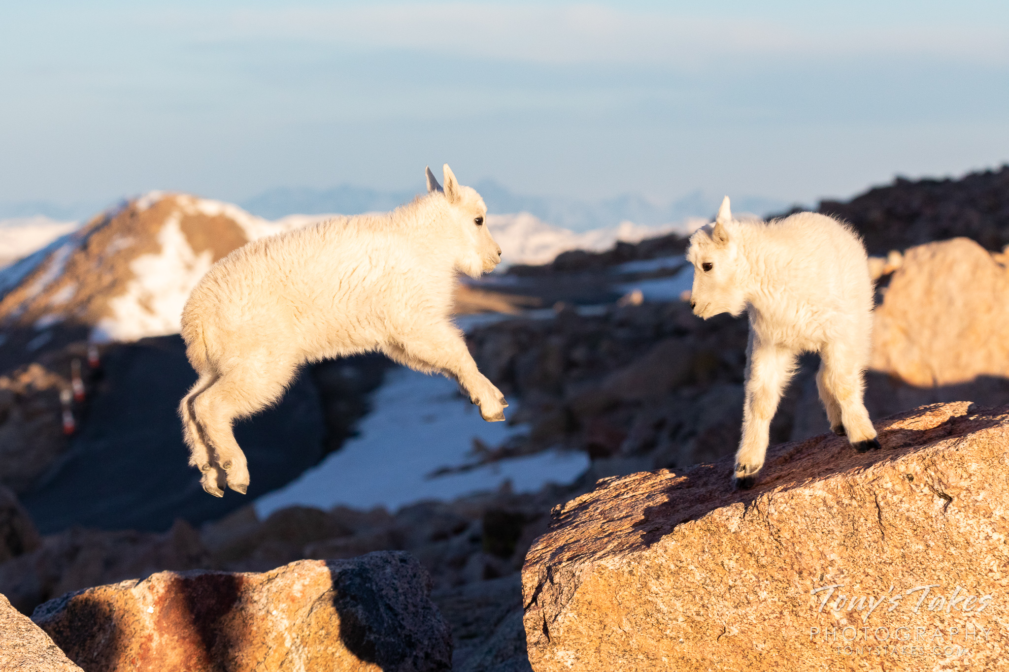A mountain goat kid leaps from one boulder to another on Mount Evans. (© Tony’s Takes)