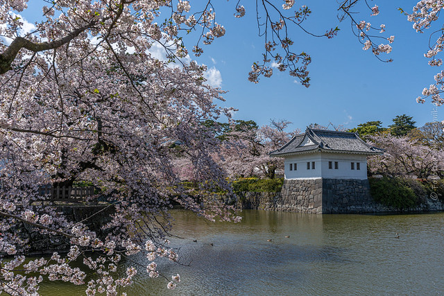 Sakura by Odawara Castle