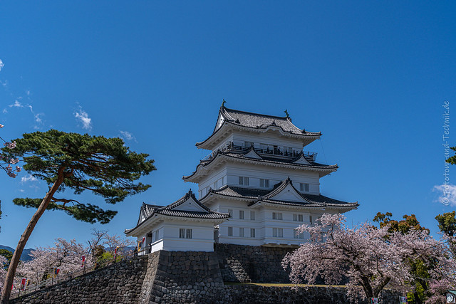 Odawara Castle with Sakura