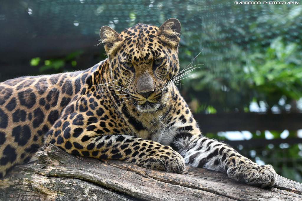 African leopard - Pakawi Park