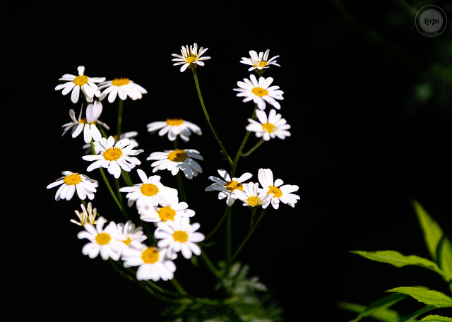 Bunch of Daisies