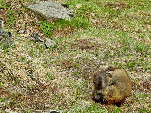 Marmot ball - these are 2 marmots! / Murmeltierkugel - das sind zwei!