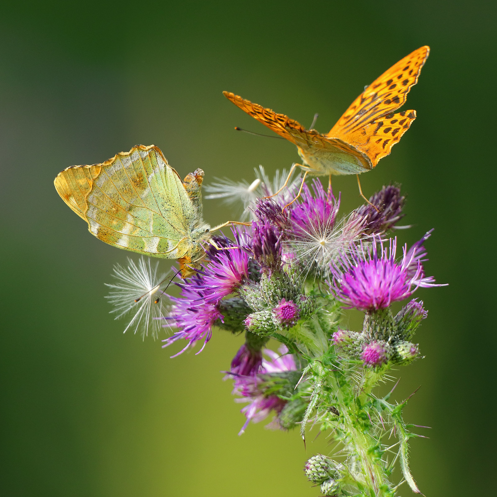 Courting Silver Washed Fritillaries