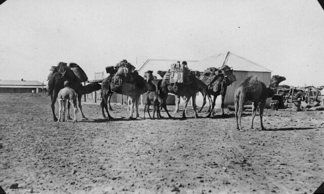 Mob of camels in Birdsville, Queensland, ca. 1926