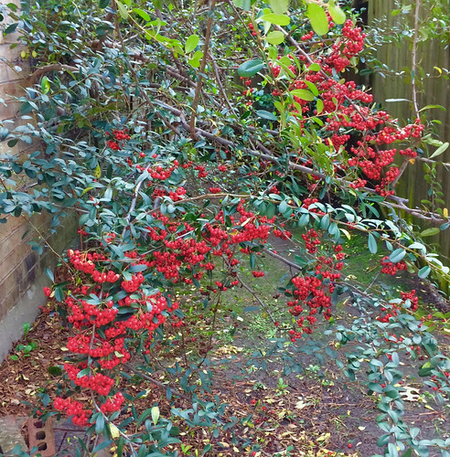 Pyracantha