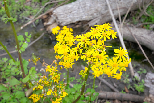 cutoff lafourcheparish louisiana nikond5300 sigma1020 south southern usa unitedstates environment flowers forest goldenrods ilobsterit natural nature plants wild wilderness woods