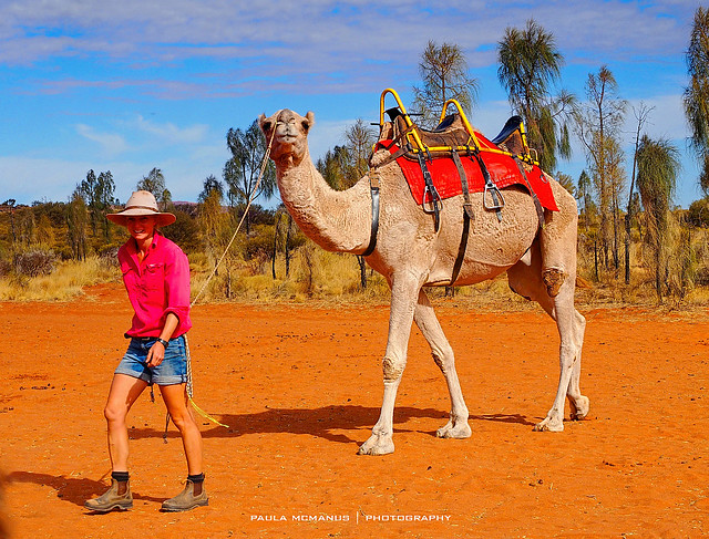 Uluru Camel Farm