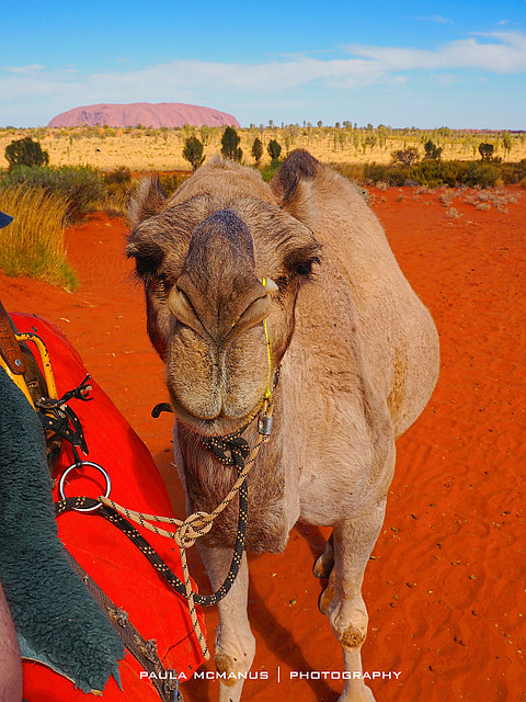 Uluru Camel Farm