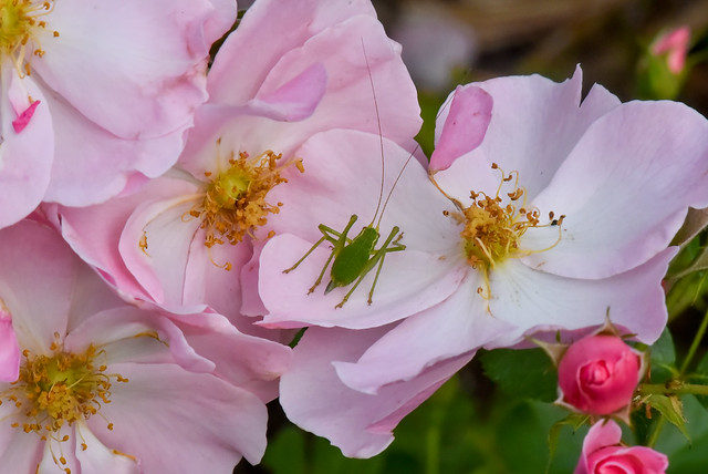 Leptophye ponctuée ou Sauterelle ponctuée sur une rose « Queen Mother »   ---    Speckled bush-cricket on a « Queen Mother » rose