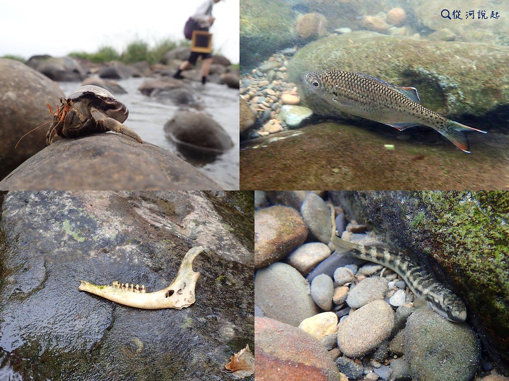 2_左上：寄居蟹、右上：黑邊湯鯉、左下：草食動物的下顎骨、右下：日本禿頭鯊