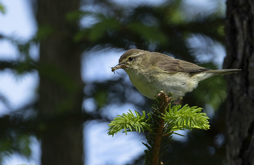 bird feeding treetop norway wildlife forest