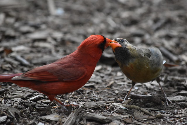 Cardinal Kiss