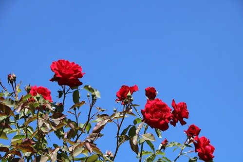 rouge lassay roseraie mayenne ciel bleu roses lassayleschâteaux