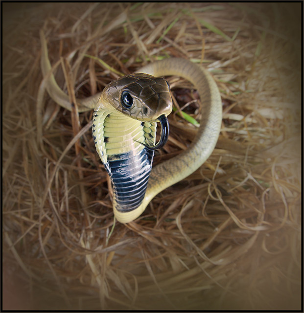 Chinese Cobra (Naja atra)