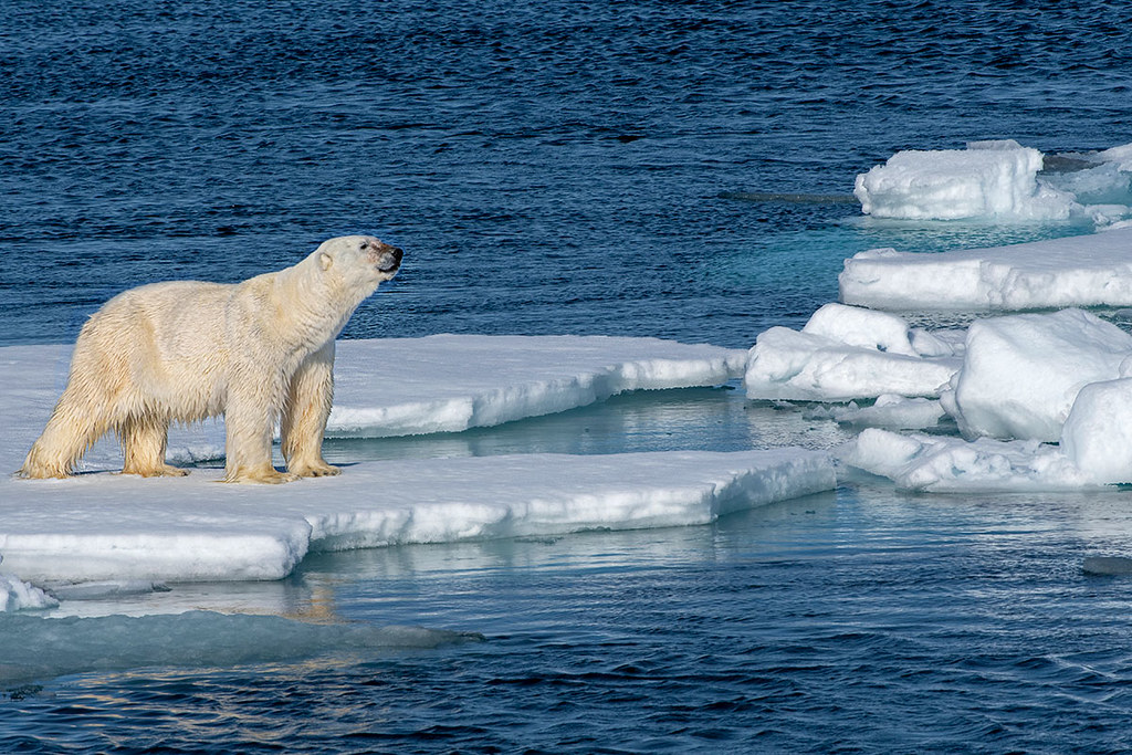 Penguin Polar Bear Walrus Glacier Tile Harmony Kingdom Noah's Park Picturesque
