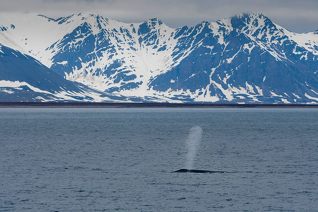 Blue Whale Blowing Water in the artic - Svalbard Islands