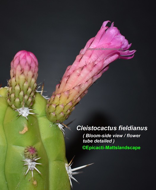Cleistocactus fieldianus 11 sv
