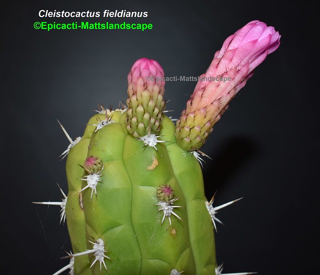 Cleistocactus fieldianus 13