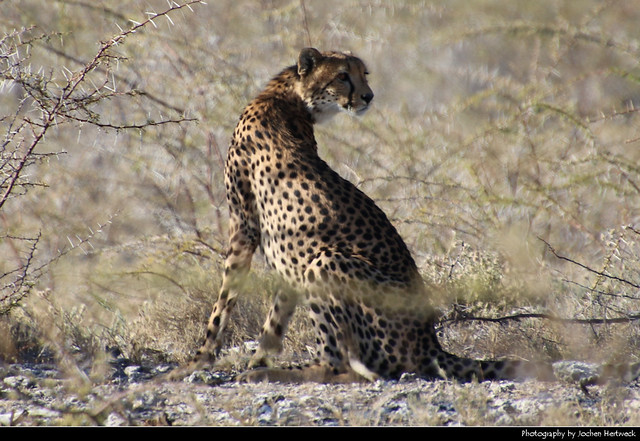 Cheetah, Etosha NP, Namibia