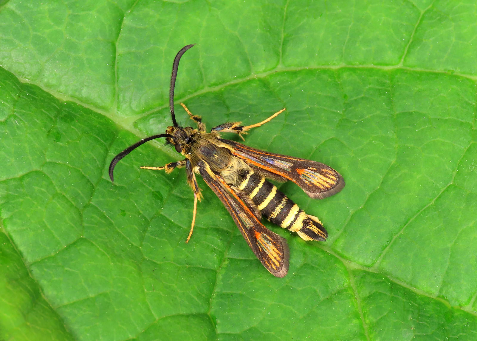 52.014 Six-belted Clearwing - Bembecia ichneumoniformis