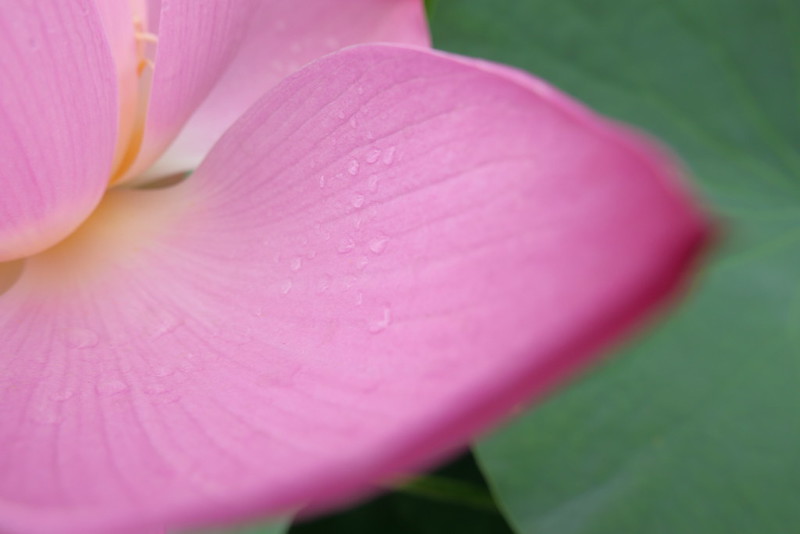 lotus blooming 千葉公園の大賀ハスの開花状況を見てきたよ。