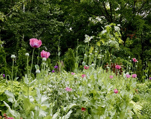 Poppies at Olbrich