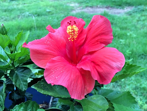pipecreek texas usa apple iphonese flower hibiscus red