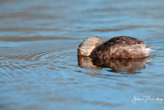 Diving Least Grebe